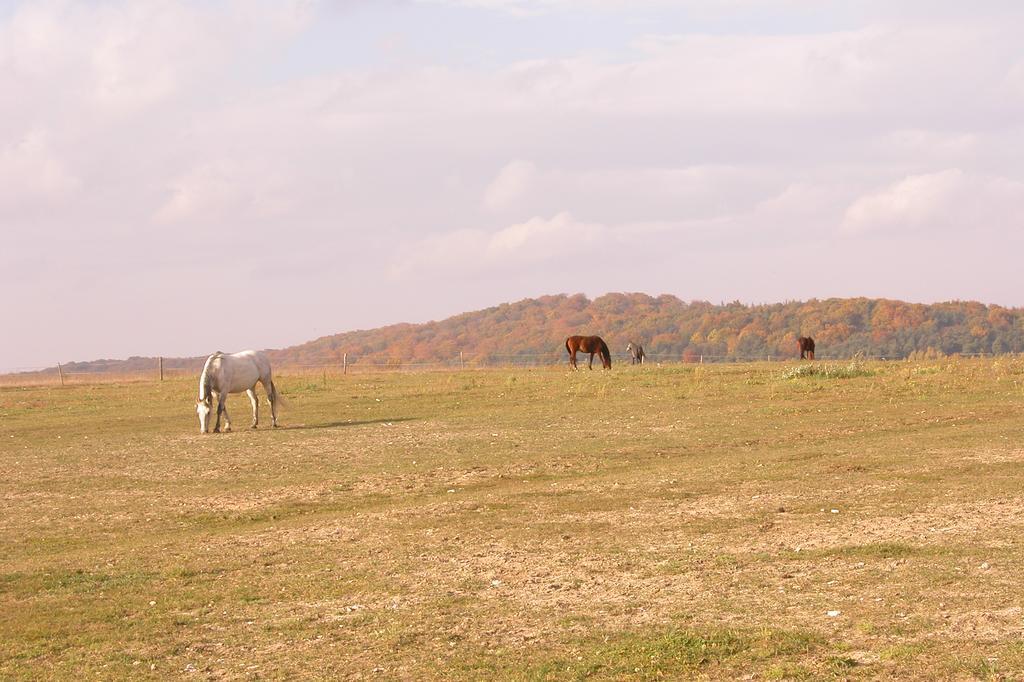 Stajnia Bialy Borek Biskupice  Bagian luar foto